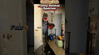 Ranking Best: Funniest Animals Ever