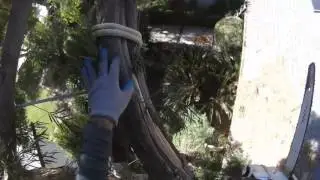Afrocarpus  gracilior removal