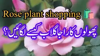Plant shopping.Rose plants shopping.Soil mix & care about rose plant.How to care rose urdu/Hindi. .
