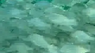 MAAT Aquaculture Mid Atlantic Aquatic Technology