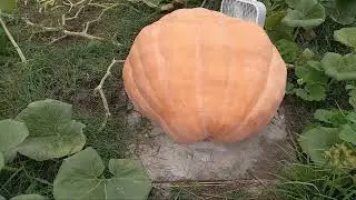 Quest for the Giant Pumpkin EP 12