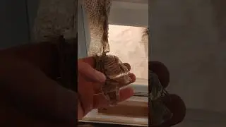 CAN YOU GUESS THE SPECIES?! #colubridae #gooberspartyanimals #reptiles #snakeshed