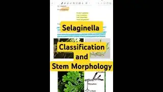 Sellaginella (Classification and Stem morphology)