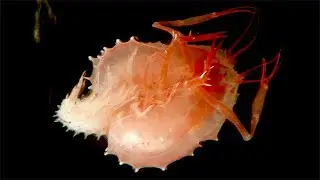 Strange claw of weird blind lobsters