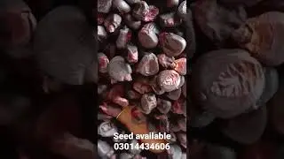 black corn seed available all Pakistan delivery 03014434606 #grow