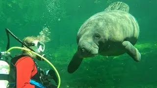 Manatees at blue springs state park, FL
