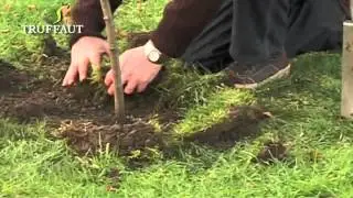 Planter un arbre fruitier : les informations essentielles en 1 minute  -  Truffaut