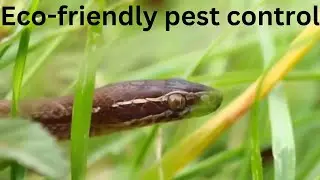 Cape house snake - Brown house snake - Boaedon capensis