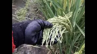 Hybrid NK5017 10+Tons 400-500 Grains pe0r Panicle/ PROTOCOL (Seedspreparation, landprep, ClimateETC)