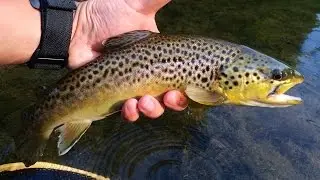 W4F - Fly Fishing 