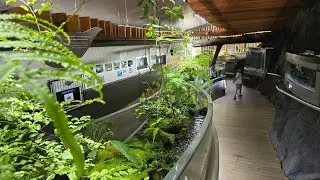 Trout fish (Salmon) Hatchery & Natural Streams fish Feeding at Tongariro National Trout Centre