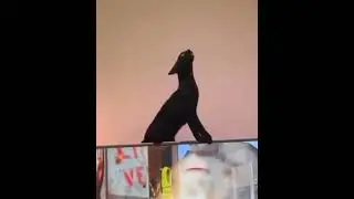 Unveiling the Magic of Black Cats 🖤