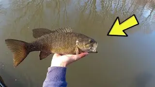 Early Spring Smallmouth Bass River Fishing (These Fish Were FIRED UP!!!)
