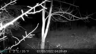 Deer Family in danger...