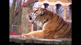 Tiger says No Fracking at KM8