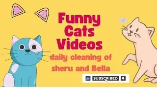Daily cleaning of sheru and Bella😊#cat #animalart #catfunny #prettycat #pets 