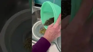 Liz Forman shows process to grow broccoli sprouts and create sulforaphane.