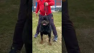 Timit tor Rottweiler from serbia.. #timit_tor #shorts