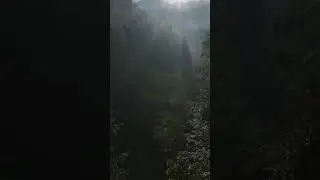 De ce sunt importante pădurile montane?