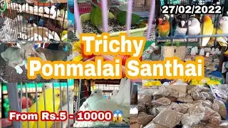 Trichy ponmalai santhai vlog | Birds market | Fish market