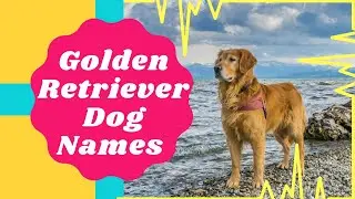 Top 20 Most Popular Golden Retriever Dog Names With Meaning ! Unique Dog Names 2021