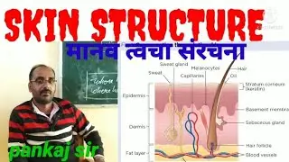 skin structure त्वचा की संरचना