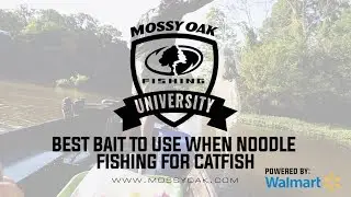 Best Baits to Use when Jug Fishing for Catfish