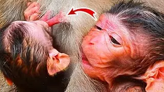 Super Adorable New Born Macaque Wildlife -  Congratulation.!! Beautiful Newborn Monkey Just Birth