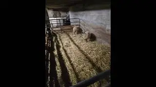 Sorting by size #faithfamilyfarming #sheep #weanedlambs #yearlings #sorting #management #progress