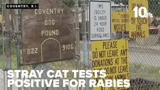 Coventry police say stray cat tested positive for rabies