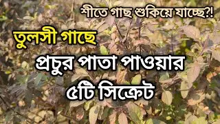 Basil plant winter care A-Z scientific care of basil plants in winter!
