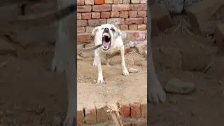 🔥 Real Aggressive Dog Sound 😡 | Scary Barking & Growling | Real Dog Reaction