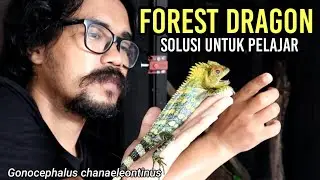 NAGA HUTAN Asli Indonesia | Gonocephalus chanaeleontinus | FORES DRAGON Care Sheet