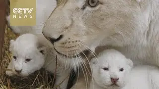 Four rare white lions born in Polish zoo