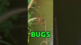 The First Computer Bug Was Literally a Bug 🐛
