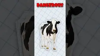 Why Cows Are More Dangerous Than Sharks
