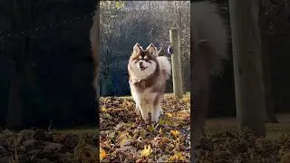 Dogs Call the Shots: Fall Vibes & Pomsky Zoomies 🐕😍🙌🏼 #funnydogs #puppy #zoomies