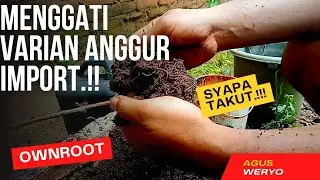 ownroot grapes..?? .we plant to get to know more about the nature/behavior of evrest