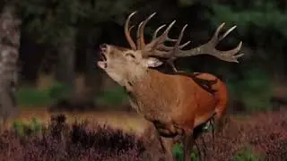 Mooi Ermelo