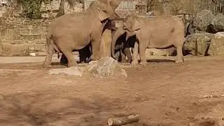 Chester Zoo UK 2020(1)