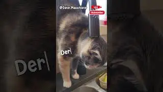 Cat's Obsession With Tap Drips (20-Second Fix ASMR Slo-mo) #catasmr