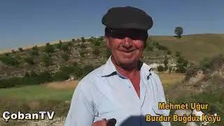 Çobanla Başbaşa. Burdur Büğdüz Köyü. Koyun Çobanı Mehmet Uğur 0537 880 2730