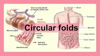 circular folds