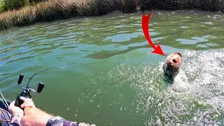 I Caught 50 Bass! DECKER LAKE BEATDOWN