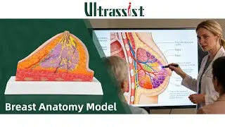 Ultrassist Silicone Breast Cross-Section Model - Female Breast Anatomy Model for Patient Education