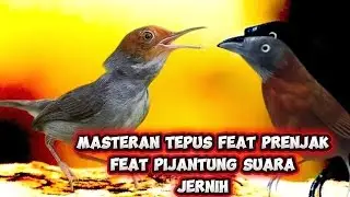 Masteran kombinasi ‼️tepus kepala abu,prenjak, pijantung!!