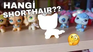 YENİ SHORTHAIR MİNİŞİMM!?