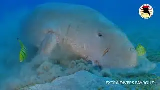 Extra Divers: Fayrouz 2022 / Egypt