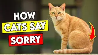 How Do Cats Apologize to Their Humans