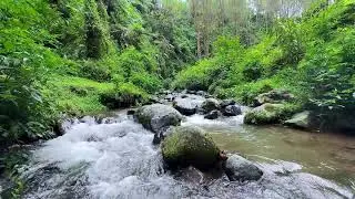 Soothing river sound in calm green forest night guiding deep sleep breathing and stress reduction